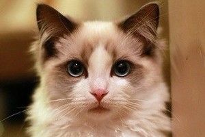 美名校高中生舞弄解剖猫尸引争议