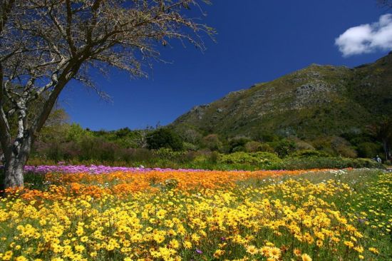 Kirstenbosch National Botanical Garden, Cape Town, South Africa ϷǿնصĿ˹ڲ˹ֲ԰ Tip: Kirstenbosch is the first botanical garden in the world to be devoted to a countrys native flora. Go native in your own garden because these plants will require less protection and maintenance in the long run. ʿ˹ڲ˹׸ֲұֲֲ԰ԼĻ԰ҲԶֲֲǲҪ̫ά