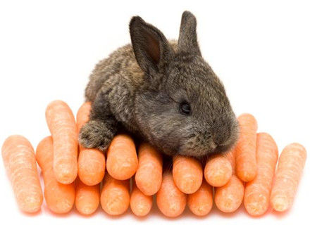 错了很多年:其实兔子不爱吃胡萝卜(双语)