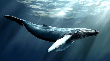 鲸鱼高清图片