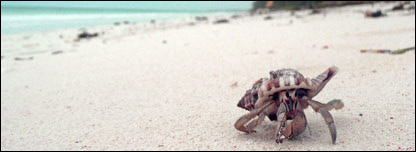 A crab on a beach