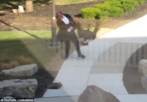 野鹅化身愤怒大鸟追打男子并获胜(组图)