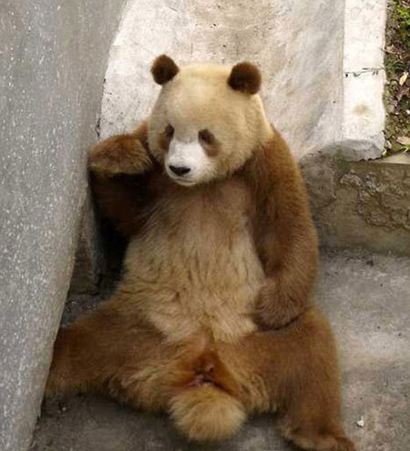 陕西现棕色大熊猫告别黑白照