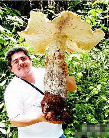 全球吓死人的巨型植物：20公斤的蘑菇(组图)