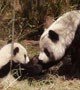 熊猫妈妈和胖胖七只熊猫 饰演