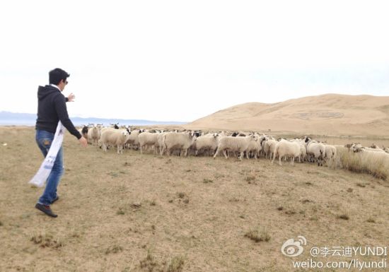 李云迪青海行追赶羊群 粉丝赞“帅羊羊”
