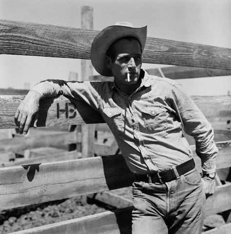 资料图片:1962年保罗-纽曼拍摄《原野铁汉》