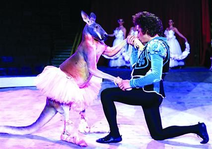 俄大马戏团来上海 袋鼠公主与王子起舞|俄罗斯