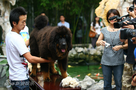 图文:《藏獒多吉》首映-明星藏獒多吉