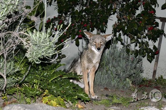 �����޺���������Ů�ѻ�������Ȯ������(��ͼ)