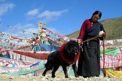 中国首部以国犬为主题歌曲《玉树藏獒》发布