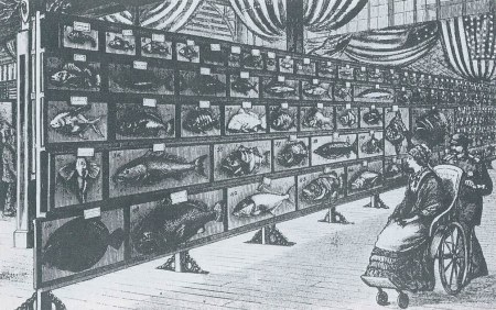 1876年,美国费城世博会,一位女士坐在轮椅上参观美国馆的鱼类标本展台