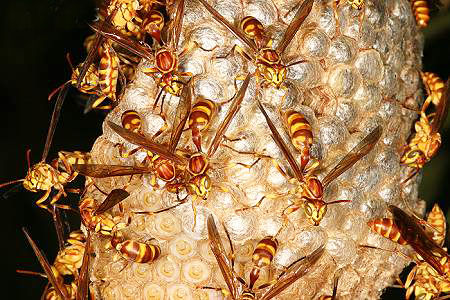 秋季出游当心被马蜂蛰 过敏反应可致死|反应|过