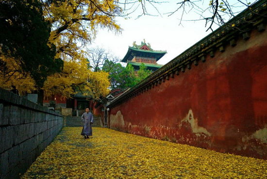 什么是丛林制度