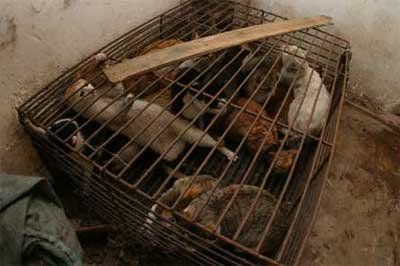 越南一团伙两年偷猫4000只 卖肉赚钱打网游_