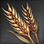  barley