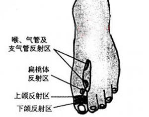 足部喉,支气管反射区:防治咳嗽