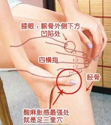 足三里 足三里