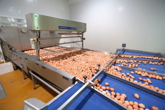 正大集团从农场到餐桌打造安全美味鸡蛋