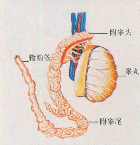 睾丸结构图