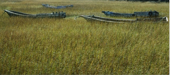 罪恶的美丽--大米草在滩涂上蔓延