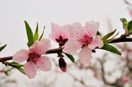 4月21日容大地产踏春赏桃花健康行火热报名