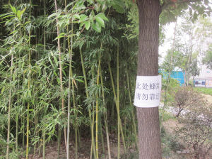斗大马蜂窝藏身小区竹林 武夷绿洲居民想清除