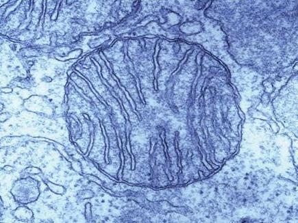 线粒体引人注目活性化是"返老还童"的关键(图)