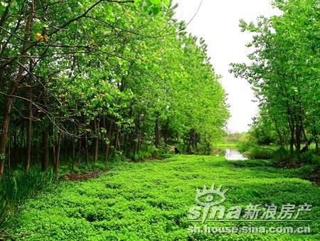 向东岛首期开盘不到一月销售狂飙突破3亿元_新浪