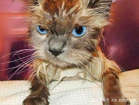 小动物洗澡的逗乐表情