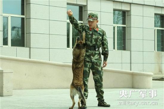 图为边防官兵成业与警犬一起训练。