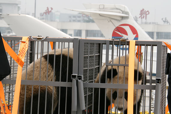 南航专机运送八只大熊猫赴京