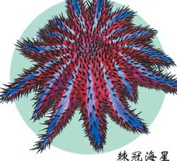 棘皮动物(图)