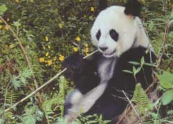 食肉目动物(组图)_科学馆_亲子中心_新浪网