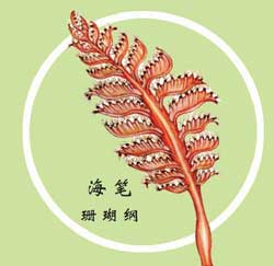 刺细胞动物组图