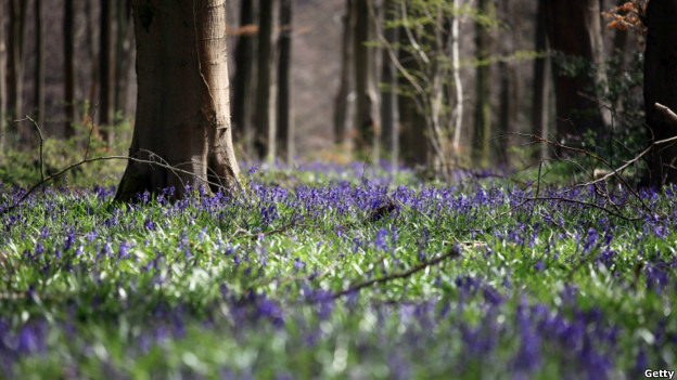 A woodland in England, covered in bluebells.