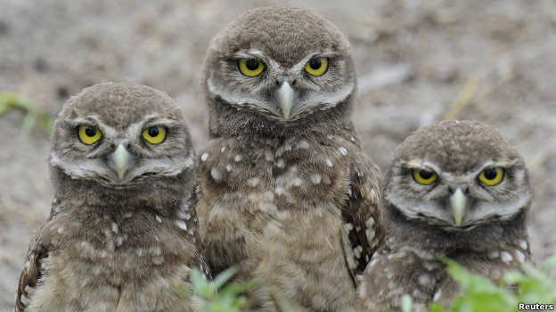 Four-week-old Florida Burrowing Owlets stand in their nest at a local park in Miami, Florida,
