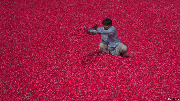 A man spreading pink rose petals out to dry