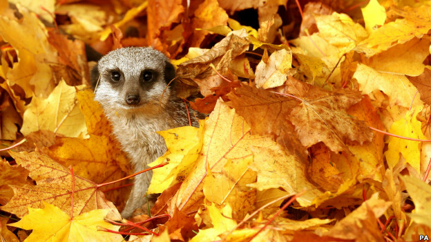 A meerkat plays amongst leaves in Stirling, Scotland