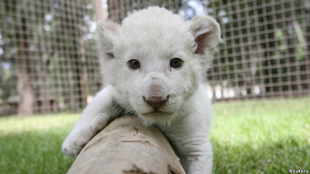 A white lion cub