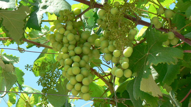 Grapevines in Mallorca