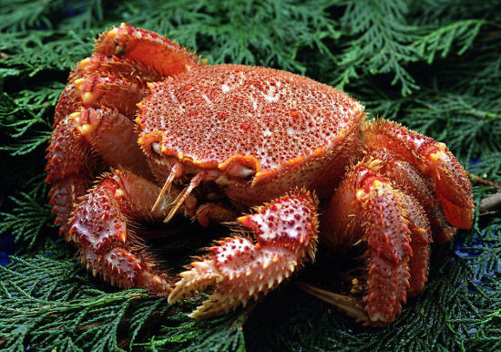 螃蟹不仅具有丰富的营养价值，而且具有较高的药用价值。