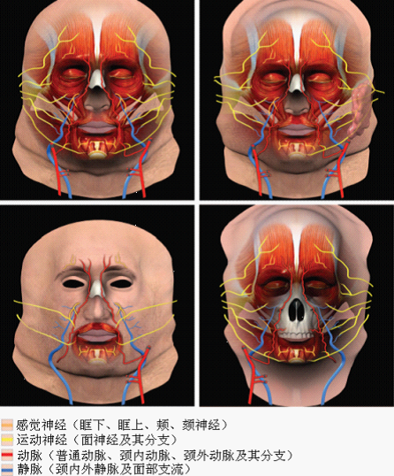 右图:用于全面移植患者的供体移植物模型解剖图,所有用于吻合的血管和