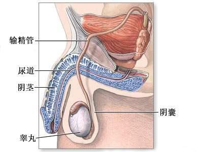 图解:精子怎样从睾丸游到<em>阴道</em>|精子|<em>射精</em>|排卵_