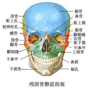 脸皮上部的支撑主要靠颧骨和上颌骨,最宽部位在颧骨.