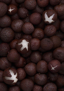 ��֦����ȡ����