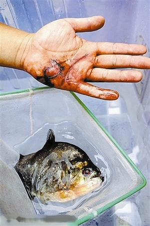 外来食人鱼入侵美国+长人齿专咬男性<em>生殖器</em>