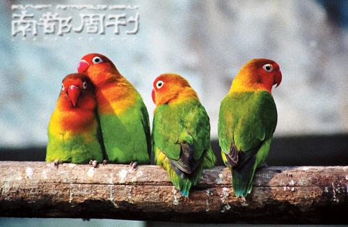 典型个案:广州男婚外恋 北京剩男没空谈情