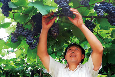 一个葡农正在采摘葡萄