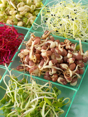 绿豆芽减肥原理